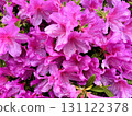 Vivid azalea flowers with raindrops still on their petals 131122378