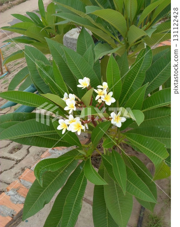 Vibrant Green Shrub Adorned with Clusters of White Blossoms in a Garden Vibrant Green Shrub Adorned with Clusters of White Blossoms in a Garden 131122428