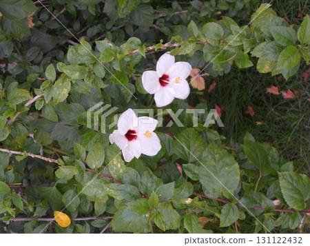 Pair of White Hibiscus Flowers with Red Centers Blooming in a Dense Green Bush Pair of White Hibiscus Flowers with Red Centers Blooming in a Dense Green Bush 131122432