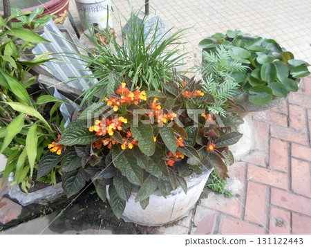 Potted Plant with Vibrant Orange and Yellow Flowers Amidst Dark Green Foliage in a Garden 131122443