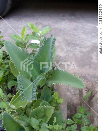 Succulent Plant with Thick Wavy Edged Leaves Growing Among Other Greenery Outdoors Succulent Plant with Thick Wavy Edged Leaves Growing Among Other Greenery Outdoors 131122450
