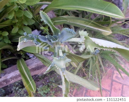 ucculent with Curled Edge Leaves Thriving in a Garden Among Diverse Green Plants 131122451