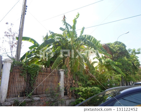 Lush Banana Trees Behind a Bamboo Fence on a Bright Day with a Car in View 131122452