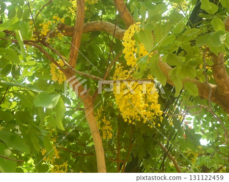 A Tree Adorned with Clusters of Bright Yellow Flowers in Full Bloom on a Sunny Day A Tree Adorned with Clusters of Bright Yellow Flowers in Full Bloom on a Sunny Day 131122459
