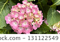 Pink hydrangea flowers blooming in June during the rainy season 131122549