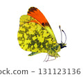 Orange yellow butterfly Anthocharis damone displays vibrant colors and unique patterns while resting on a plain surface. The intricate design highlights the butterfly's beauty. 131123136