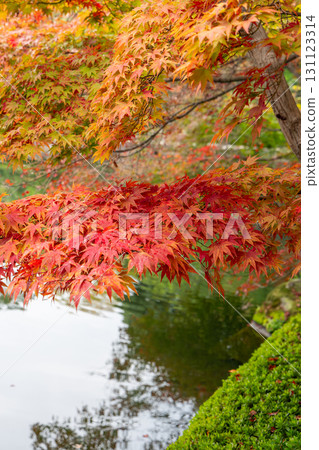 Vivid autumn foliage of Japanese maple tree above pond surface in serene Japanese garden landscape Vivid autumn foliage of Japanese maple tree above pond surface in serene Japanese garden landscape 131123314