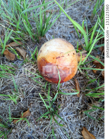 A ripe pomegranate rests on the ground, surrounded by lush green grass and dried leaves. The warm sunlight casts a soft glow, highlighting its rich colors and texture. 131123360