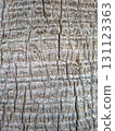 Close-up view of a palm tree trunk displaying intricate textures and patterns. This rugged surface highlights the natural beauty found in tropical environments, inviting exploration and admiration. 131123363