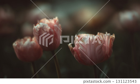Soft pink tulips bloom in a serene garden during early morning light 131123543