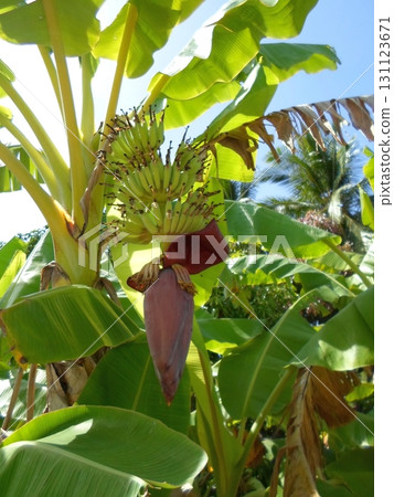 A Banana Tree with Green Bunches and Large Leaves Under Bright Sunlight in a Tropical Setting A Banana Tree with Green Bunches and Large Leaves Under Bright Sunlight in a Tropical Setting 131123671