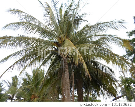 A Cluster of Tall Palm Trees with Sprawling Fronds Under a Bright Sky in a Tropical Area A Cluster of Tall Palm Trees with Sprawling Fronds Under a Bright Sky in a Tropical Area 131123682