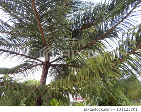 A Tall Norfolk Pine with Feathery Branches in a Tropical Setting Surrounded by Lush Greenery on a Sunny Day A Tall Norfolk Pine with Feathery Branches in a Tropical Setting Surrounded by Lush Greenery on a Sunny Day 131123701