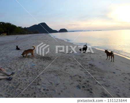 Dogs Exploring Sandy Beach with Mountain Backdrop at Sunset Dogs Exploring Sandy Beach with Mountain Backdrop at Sunset 131123844