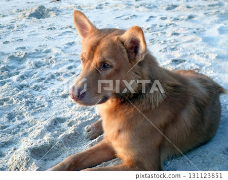 A Brown Dog Relaxing on a Sandy Beach with Footprints and a Sunset Glow in the Background A Brown Dog Relaxing on a Sandy Beach with Footprints and a Sunset Glow in the Background 131123851
