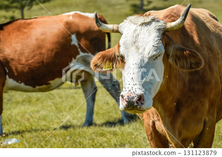 Close View of Two Cows on Meadow One Looking at Camera Durmitor 131123879
