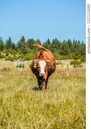 Distant view of a horned brown cow standing on meadow and looking directly into the camera. Distant view of a horned brown cow standing on meadow and looking directly into the camera. 131123880