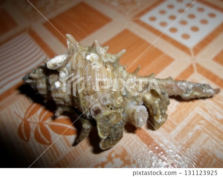 A Detailed Spiked Seashell on a Checkered Tablecloth with a Warm Indoor Glow A Detailed Spiked Seashell on a Checkered Tablecloth with a Warm Indoor Glow 131123925