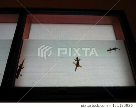Three Lizards Crawling on a Glass Surface with a Bright Background and Minimal Shadows Three Lizards Crawling on a Glass Surface with a Bright Background and Minimal Shadows 131123926