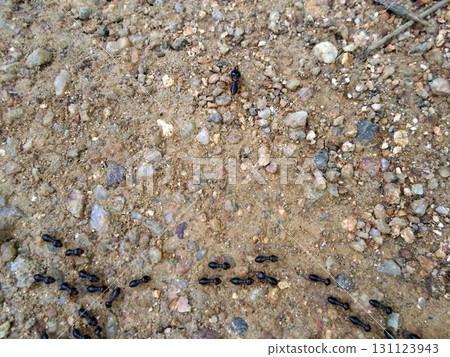 Close Up of Ants Marching in a Line Across a Pebbled Dirt Surface in the Wild 131123943