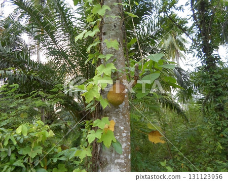 Jackfruit Hanging on a Tree Wrapped in Vines Amidst a Lush Jungle Canopy 131123956