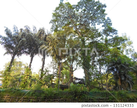 Tropical Tree Cluster with Dense Foliage and Brick Wall in a Park Setting Tropical Tree Cluster with Dense Foliage and Brick Wall in a Park Setting 131124333