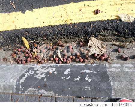 Roadside Scene with Fallen Fruits and Leaves Scattered Near a Yellow Line Roadside Scene with Fallen Fruits and Leaves Scattered Near a Yellow Line 131124336