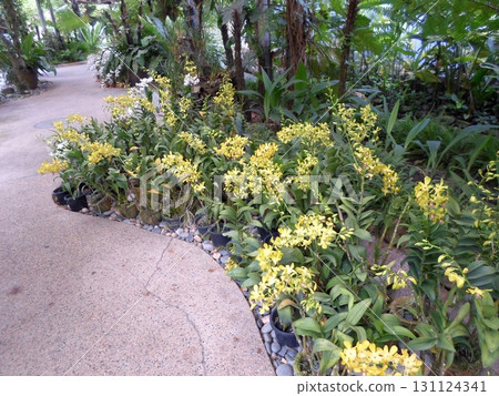 Pathway Bordered by Yellow Orchids in Pots Amidst a Tropical Garden Setting Pathway Bordered by Yellow Orchids in Pots Amidst a Tropical Garden Setting 131124341