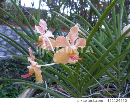 Close Up of Peach Colored Orchids with Green Stems in a Tropical Garden Setting 131124350