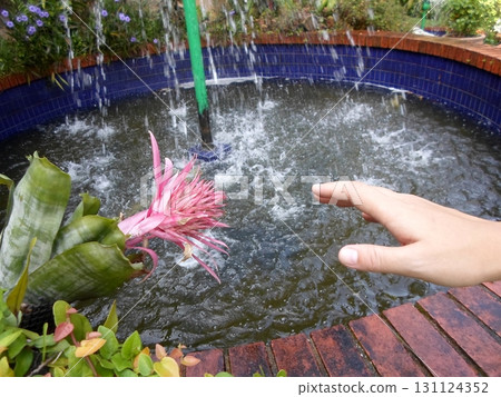 Pink Bromeliad Near a Splashing Fountain with a Hand Reaching Out in a Garden Pink Bromeliad Near a Splashing Fountain with a Hand Reaching Out in a Garden 131124352