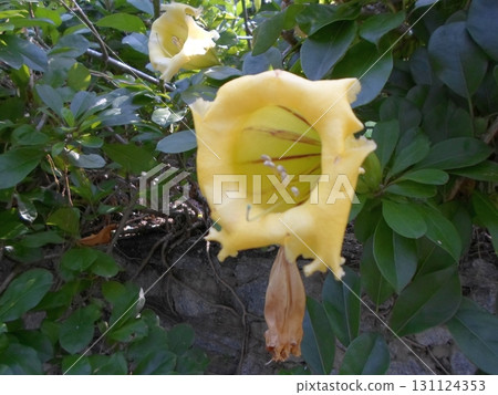 Yellow Trumpet Flower with a Wilted Bloom Nearby in a Lush Garden Setting Yellow Trumpet Flower with a Wilted Bloom Nearby in a Lush Garden Setting 131124353