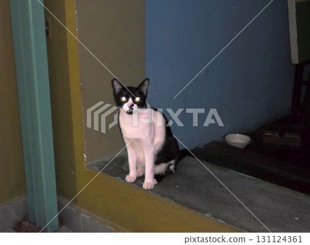 Black and White Cat Sitting on a Windowsill in a Dimly Lit Indoor Space Black and White Cat Sitting on a Windowsill in a Dimly Lit Indoor Space 131124361