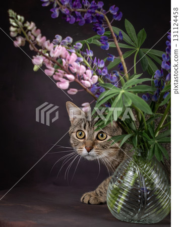 Portrait of a tabby cat in lupines. Huge yellow eyes 131124458
