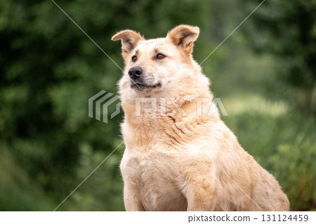 A fat light dog sits among the greenery and looks attentively into the distance. Overweight 131124459