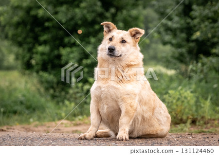 A fat light dog sits among the greenery and looks attentively into the distance. Overweight 131124460