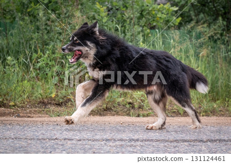 Black and white mongrel dog running along the road 131124461