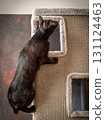 A black cat without a hind leg is playing merrily and jumping on a scratching post. Disabled cat 131124463