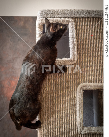 A black cat without a hind leg is playing merrily and jumping on a scratching post. Disabled cat 131124463