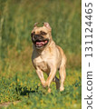 Happy dog running in the sunshine among the grass. Pug crossbreed 131124465