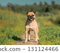 Close-up portrait of a beige dog against the background of green grass. Pug crossbreed 131124466