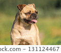Close-up portrait of a beige dog against the background of green grass. Pug crossbreed 131124467