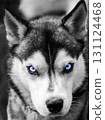 Portrait of a husky dog with blue eyes. Close-up of a dog's gaze. Husky Mixes 131124468