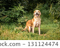 A beautiful red hound dog stands among green grass and flowers. Hunter looking for prey 131124474