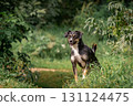 Beautiful portrait of a small black and white dog. Mongrel dog in green foliage 131124475
