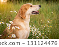 A beautiful red hound dog stands among green grass and flowers. Hunter looking for prey 131124476