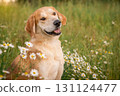 A beautiful red hound dog stands among green grass and flowers. Hunter looking for prey 131124477