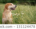 A beautiful red hound dog stands among green grass and flowers. Hunter looking for prey 131124478