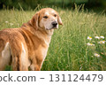 A beautiful red hound dog stands among green grass and flowers. Hunter looking for prey 131124479