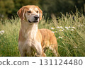 A beautiful red hound dog stands among green grass and flowers. Hunter looking for prey 131124480