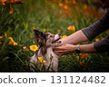 The owner's hands are carefully stretched out to the dog. Papillon dog against the background of yellow flowers in the garden 131124482